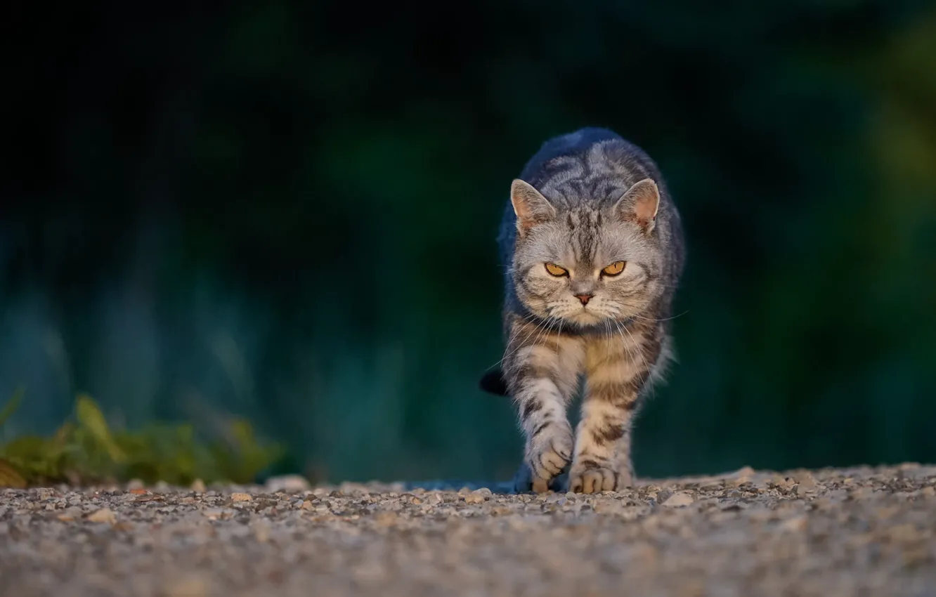 Photo wallpaper cat, cat, look, face, green, pebbles, the dark background, stones