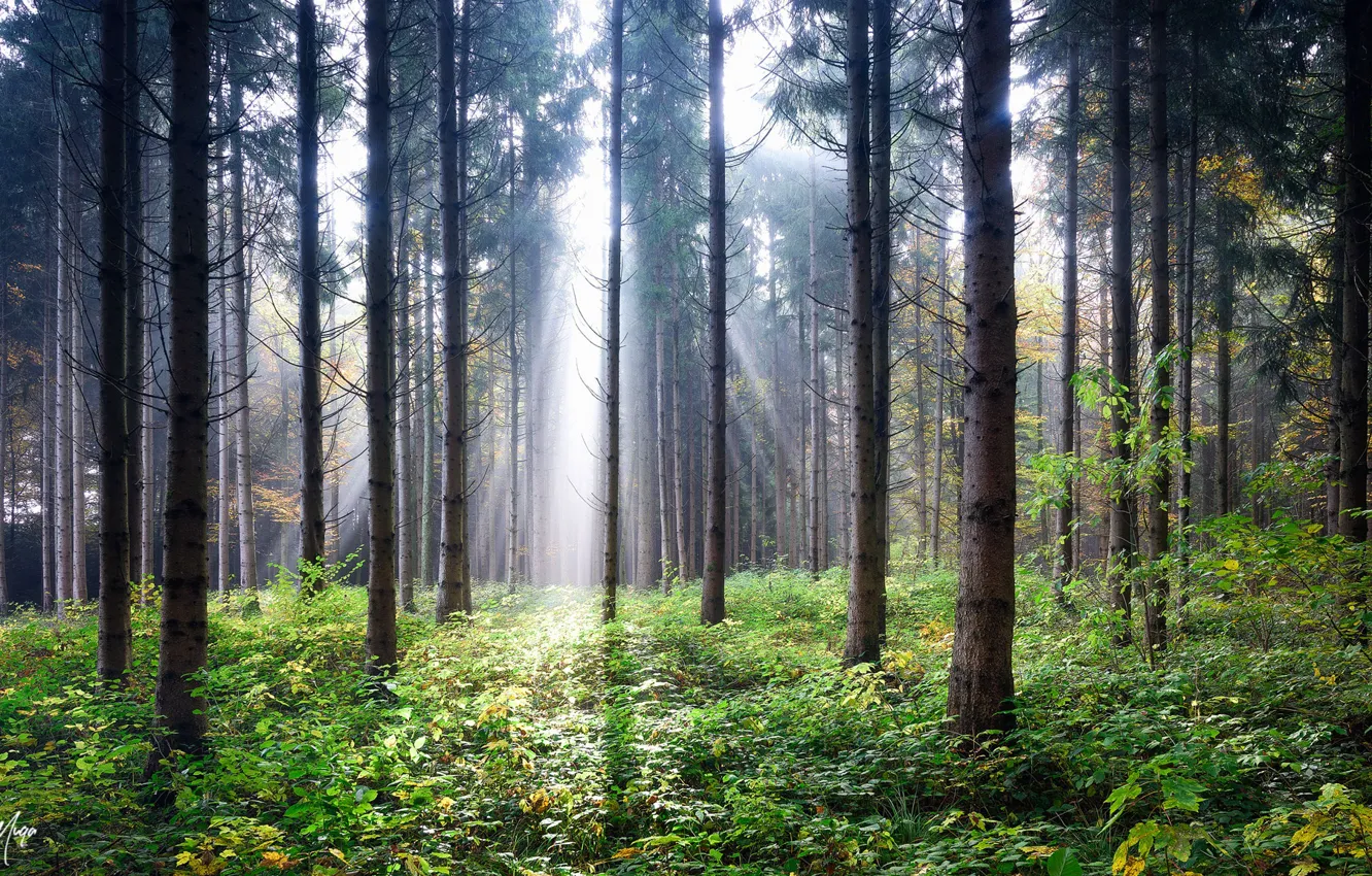 Photo wallpaper forest, light, trees