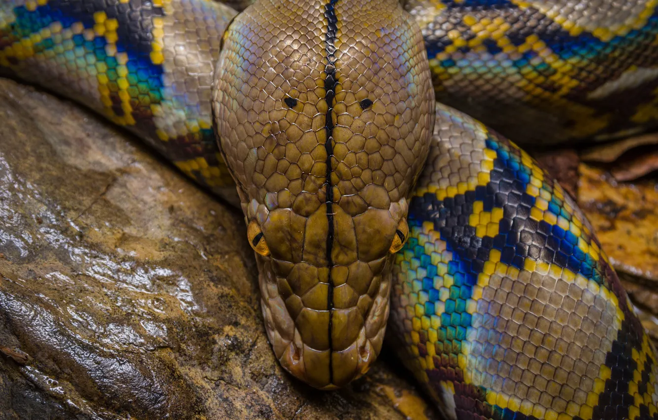 Photo wallpaper look, snake, head, Python