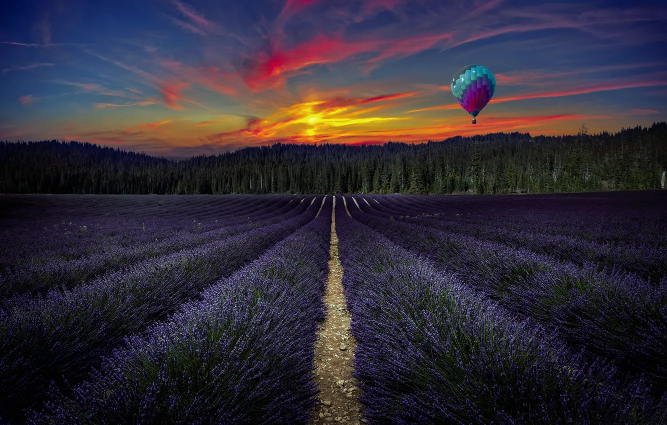 Photo wallpaper field, forest, trees, landscape, sunset, flowers, balloon, lavender