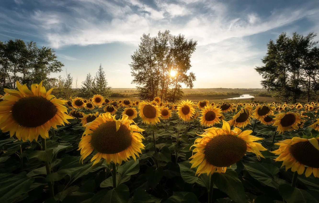 Photo wallpaper field, the sun, rays, trees, sunflowers, landscape, flowers, nature