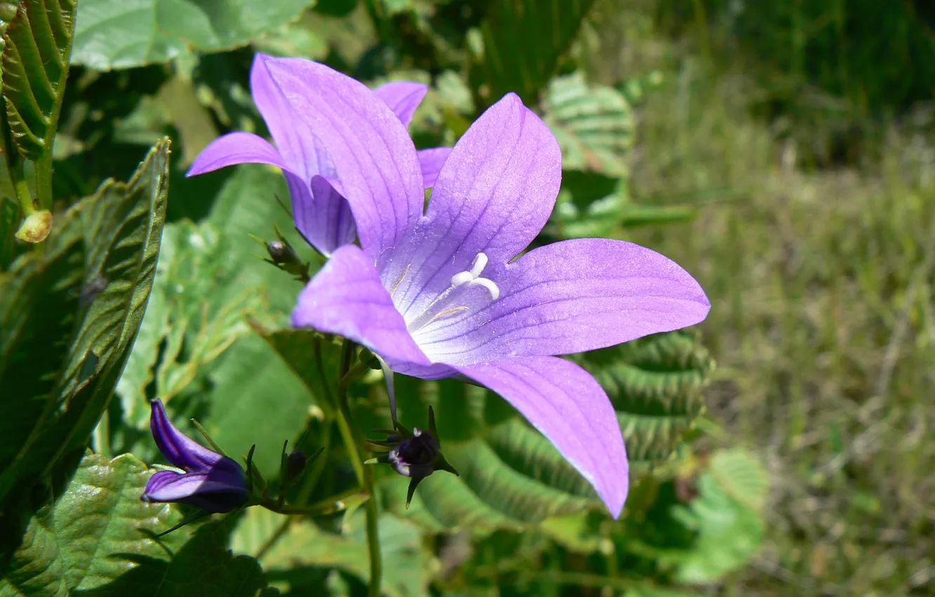 Photo wallpaper macro, flowers, nature, bells, my photo