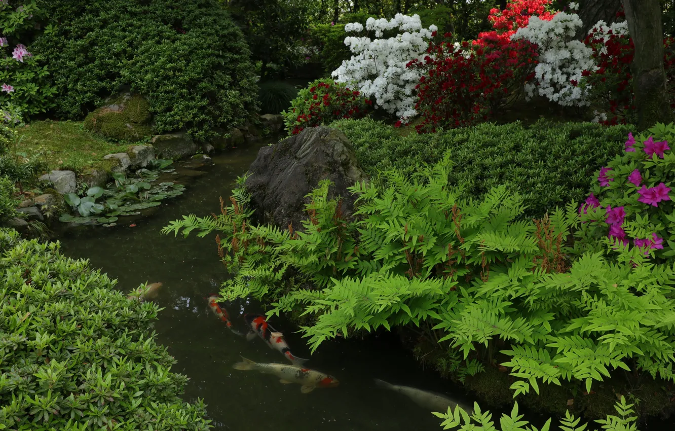Photo wallpaper greens, stream, fish, carp, the bushes, Azalea, koi