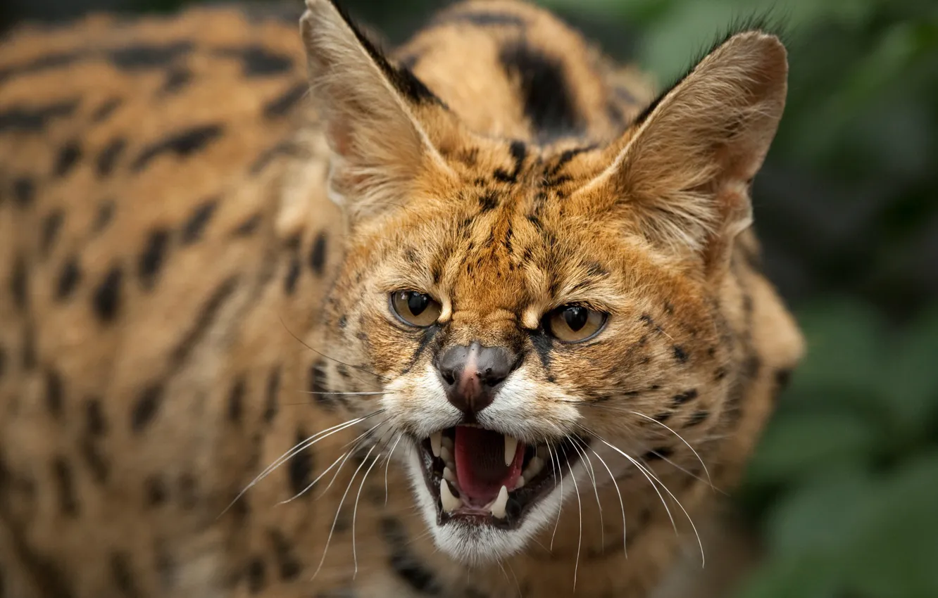 Photo wallpaper look, face, portrait, mouth, grin, Serval