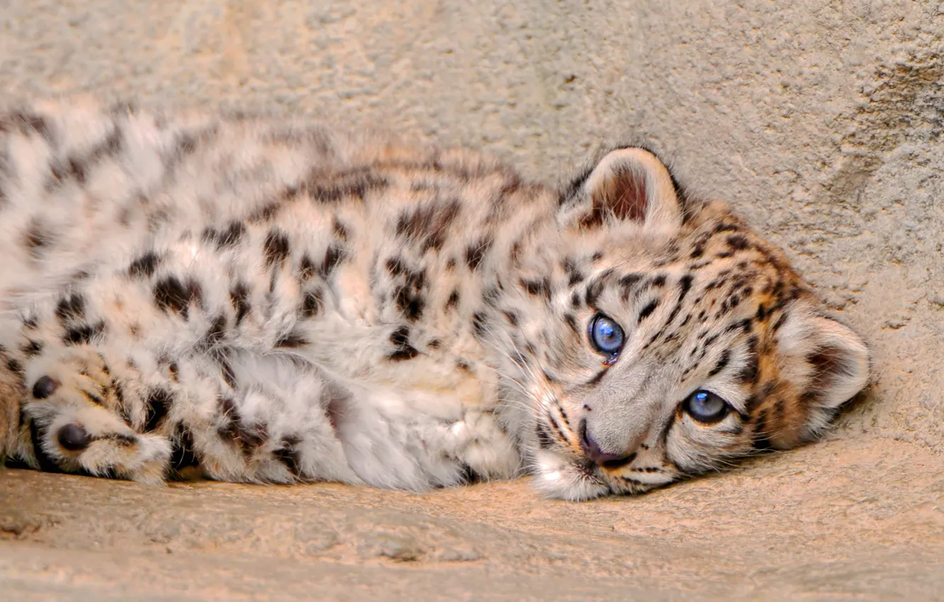 Photo wallpaper fluffy, lies, IRBIS, snow leopard, kitty, looks
