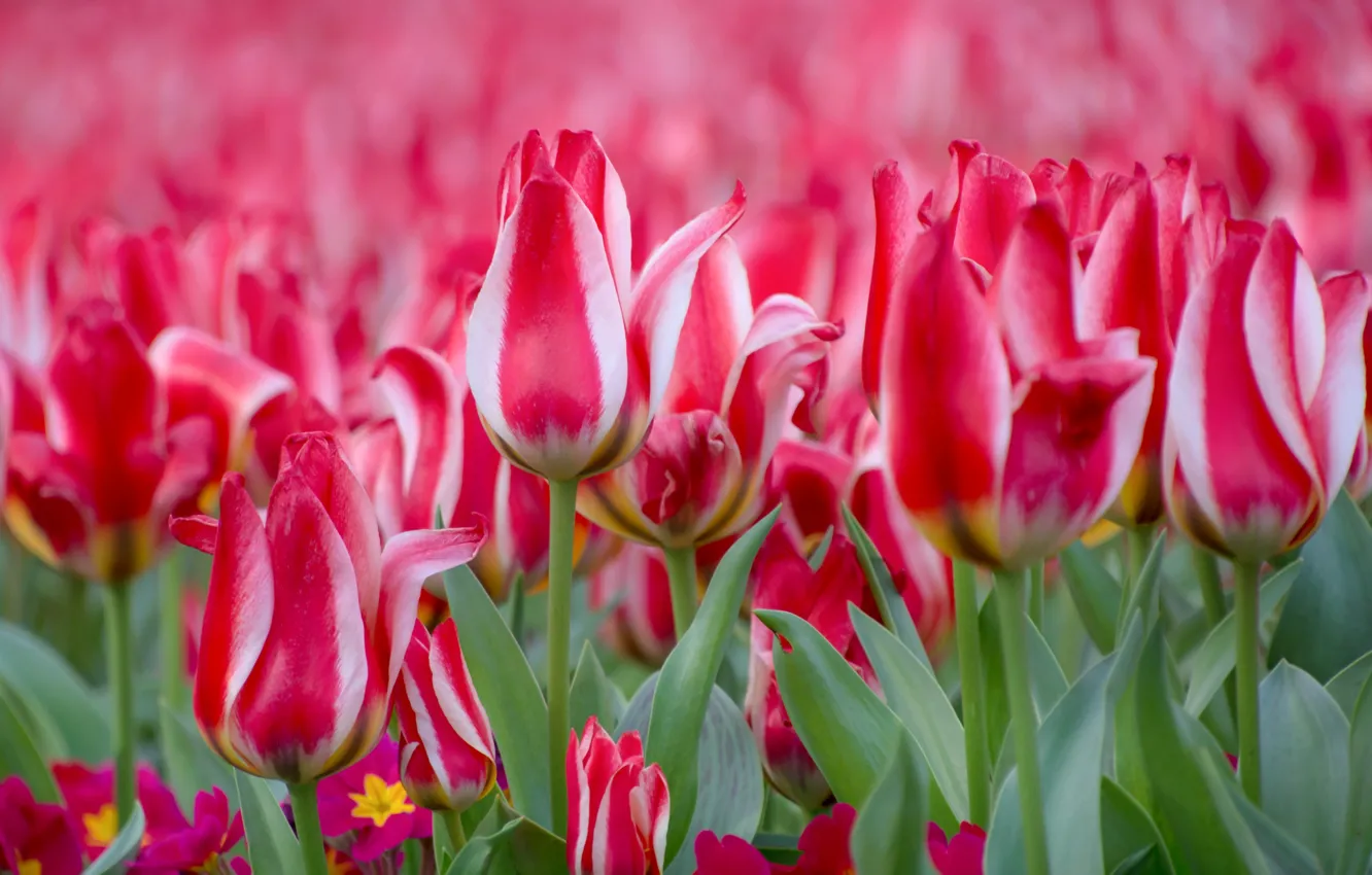 Photo wallpaper tulips, buds, motley, Primula