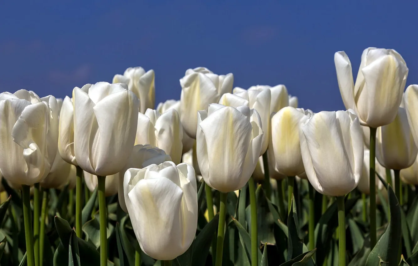 Photo wallpaper flowers, nature, tulips