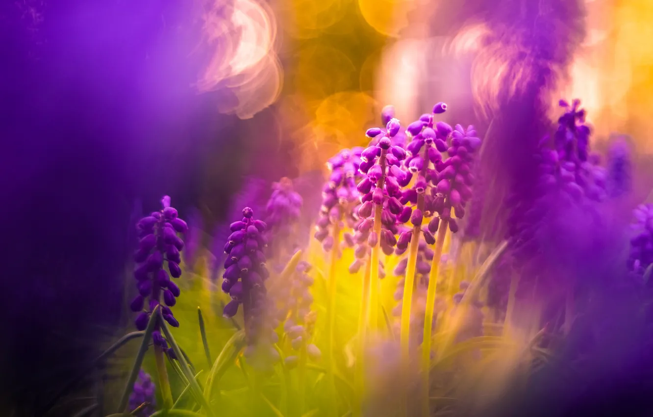 Photo wallpaper light, flowers, nature, background, lilac, treatment, spring, blur