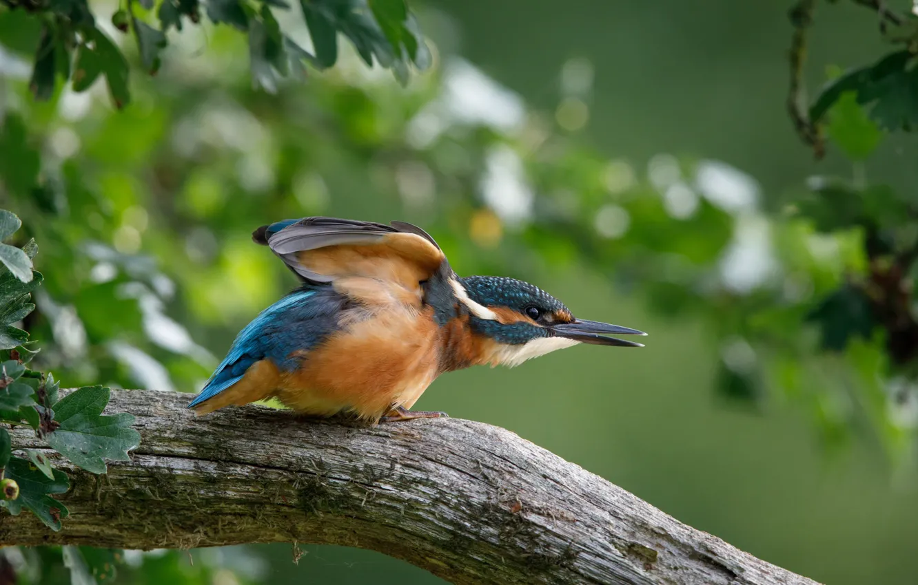 Photo wallpaper branches, bird, Kingfisher, shaken