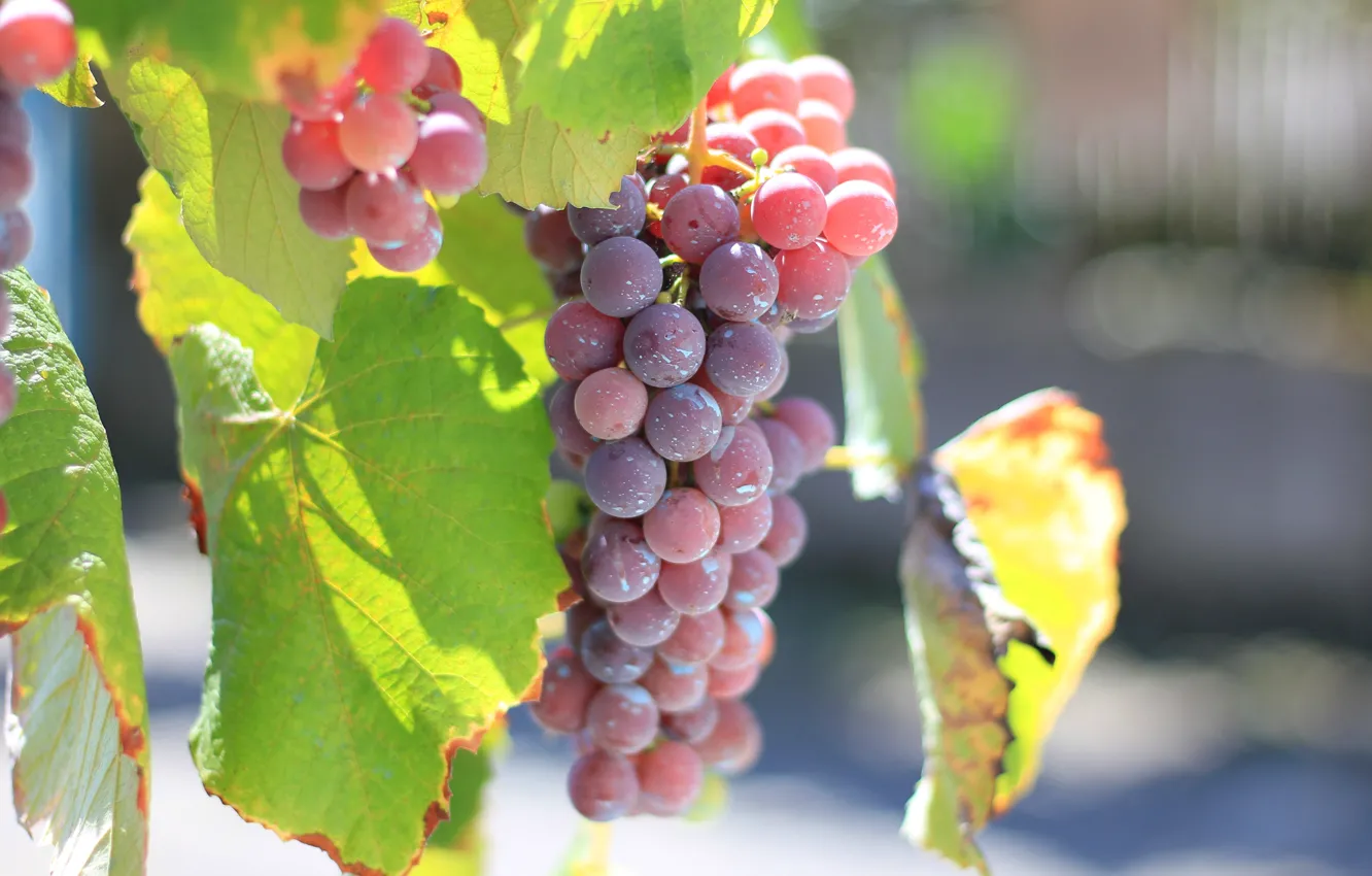 Photo wallpaper leaves, nature, grapes, pink, bokeh, bunch of grapes