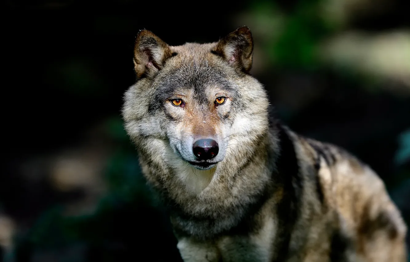 Photo wallpaper face, the dark background, wolf