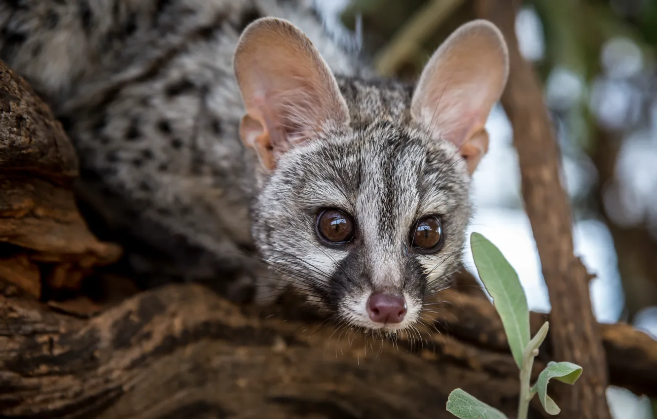 Photo wallpaper look, animal, predatory, Chord, mammal, Genet, viverrids, genetta