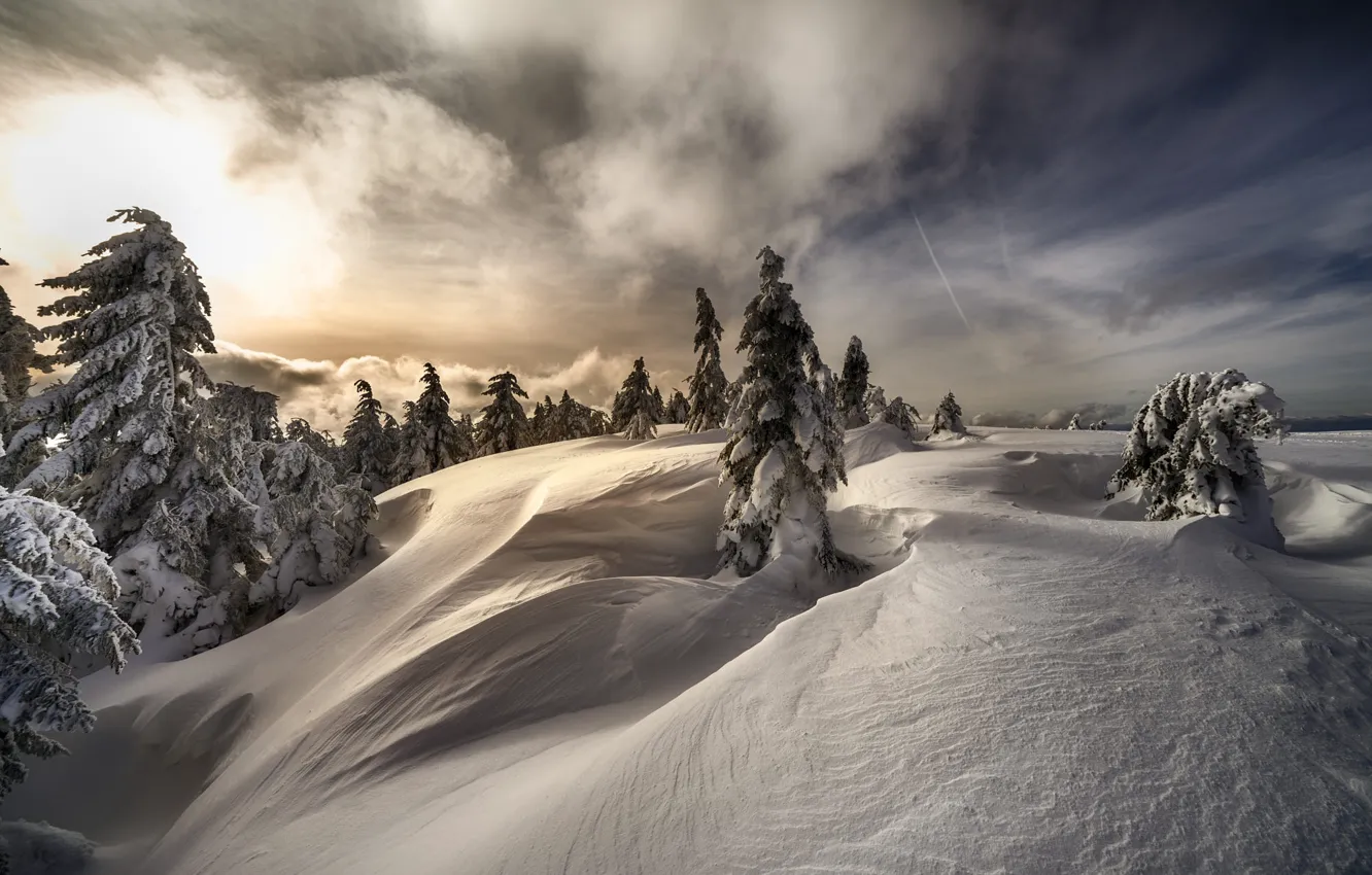 Photo wallpaper winter, forest, the sky, the sun, clouds, light, snow, nature