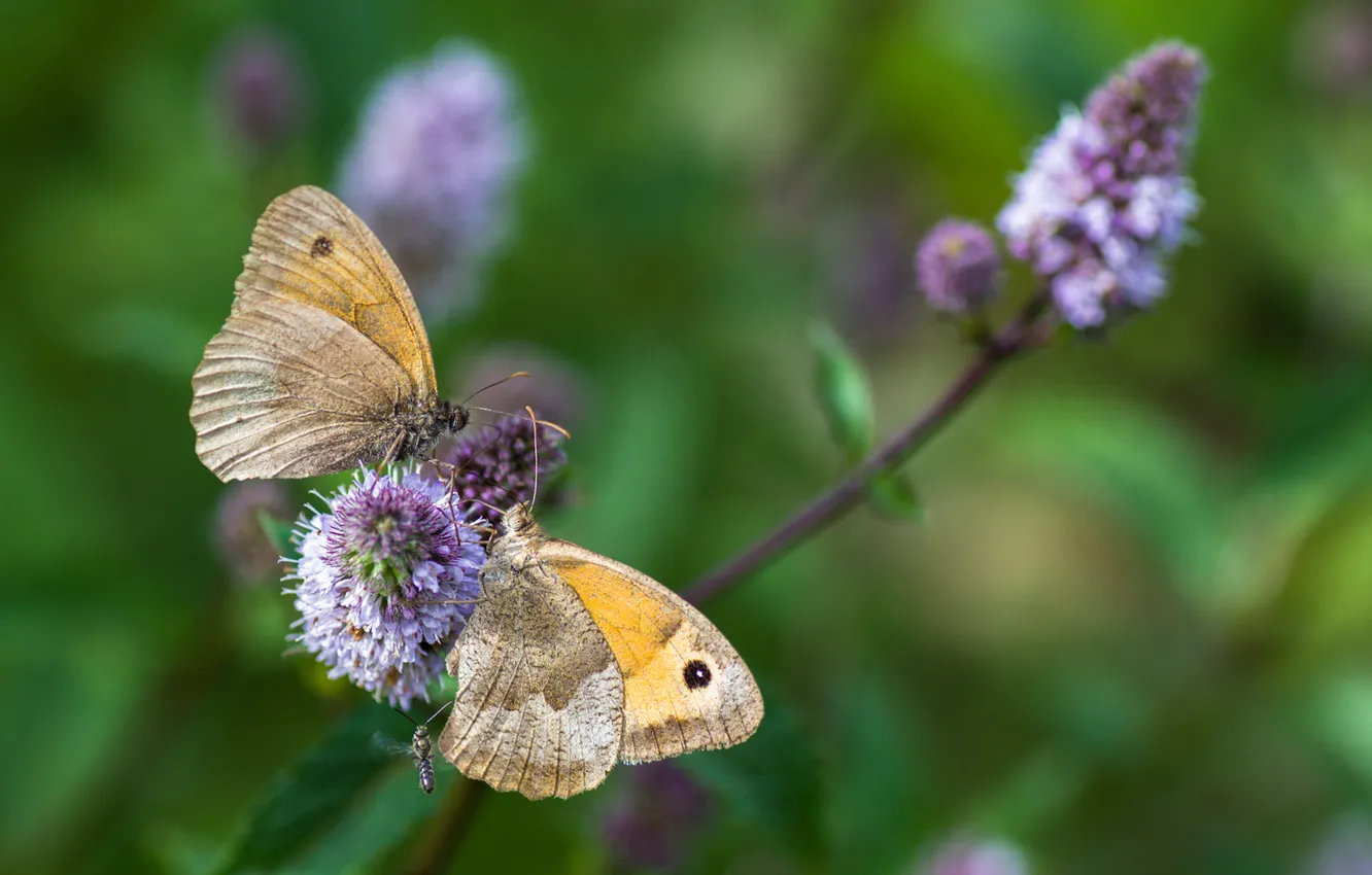 Photo wallpaper greens, flowers, butterfly, insect