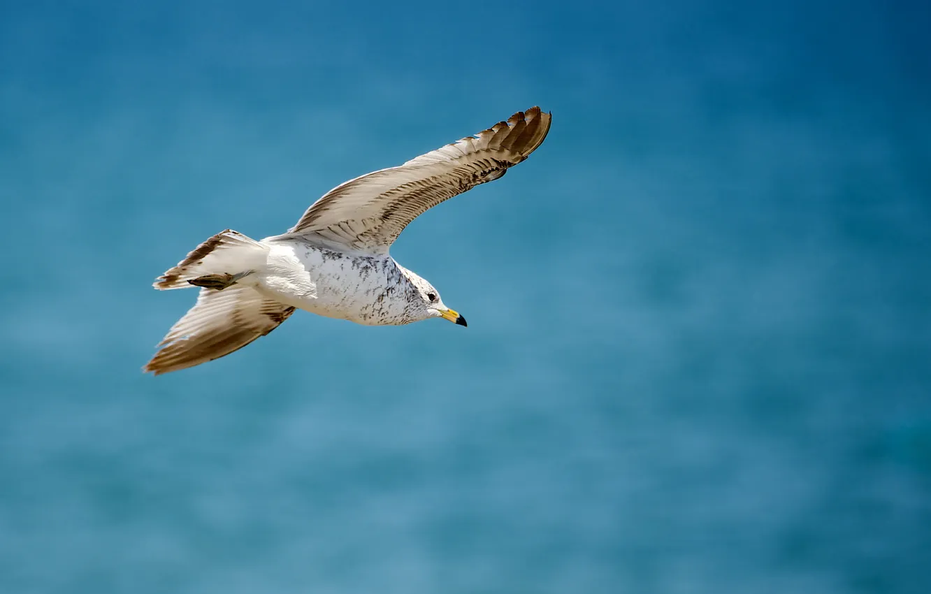 Photo wallpaper sea, eyes, flight, seagulls, beak