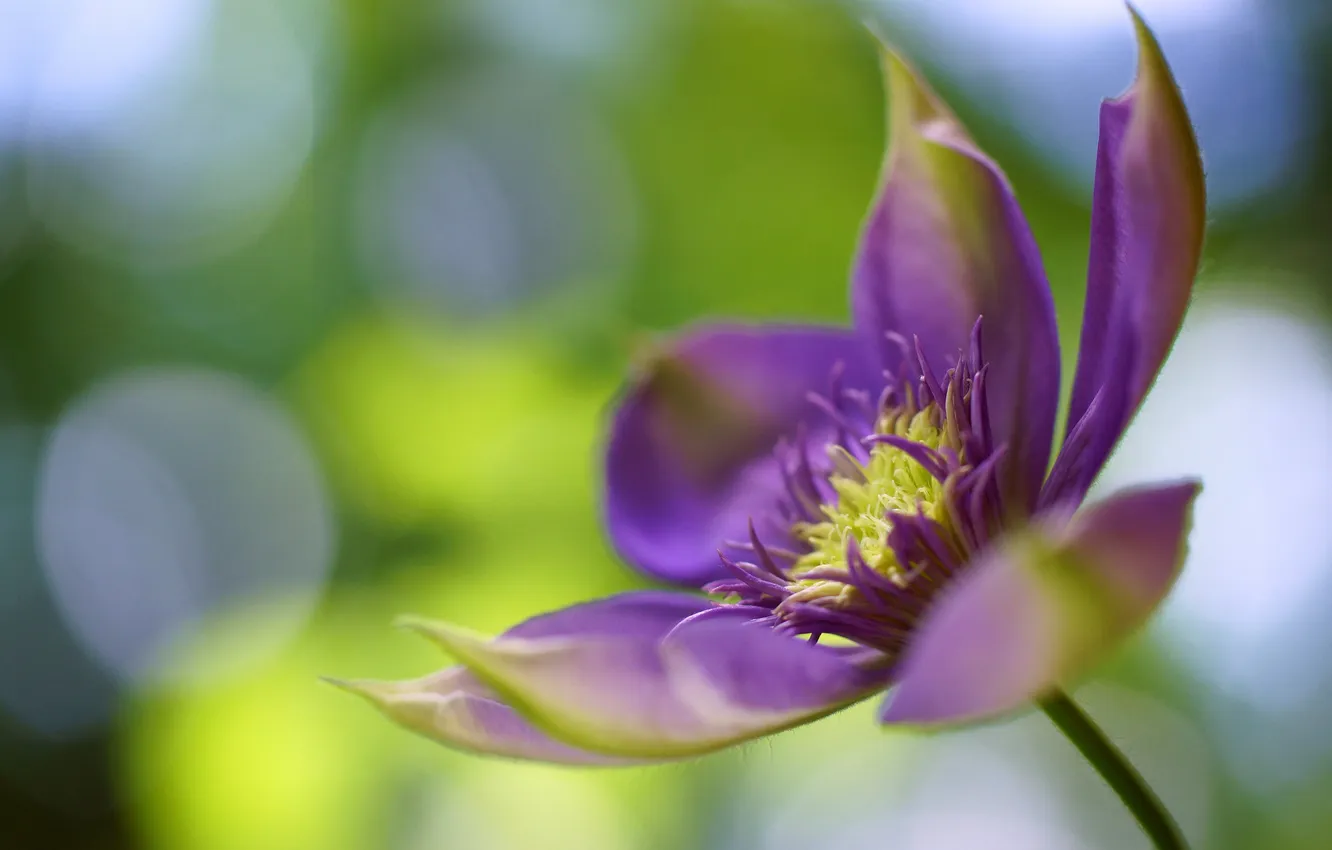 Photo wallpaper flower, macro, lilac, klimatis