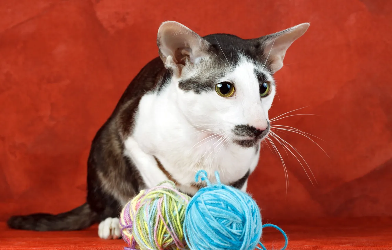 Photo wallpaper cat, background, thread