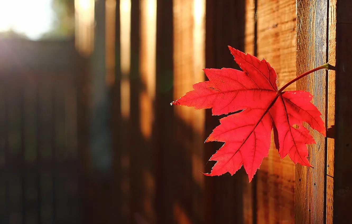 Photo wallpaper autumn, leaves, nature