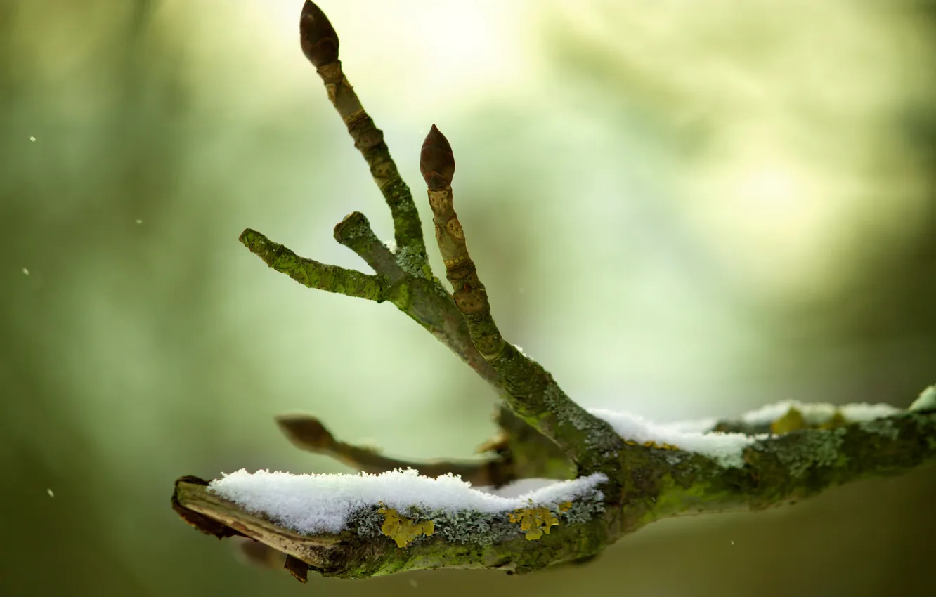 Photo wallpaper winter, macro, branches