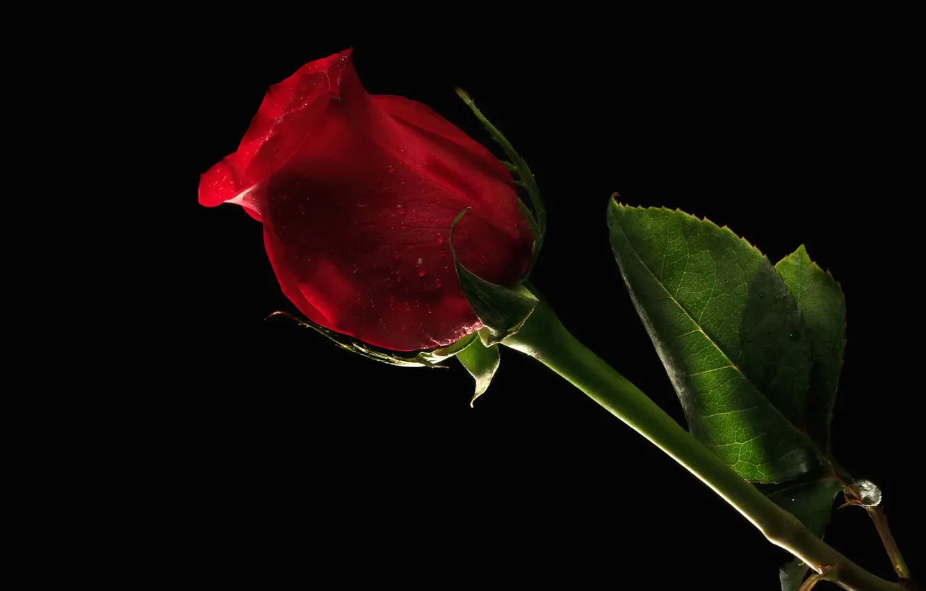 Photo wallpaper leaves, roses, petals, legs, buds