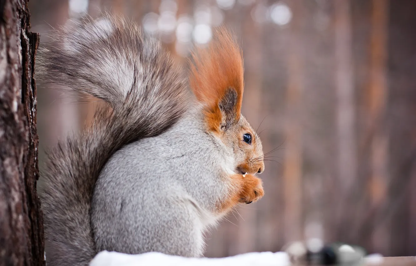 Photo wallpaper winter, protein, squirrel