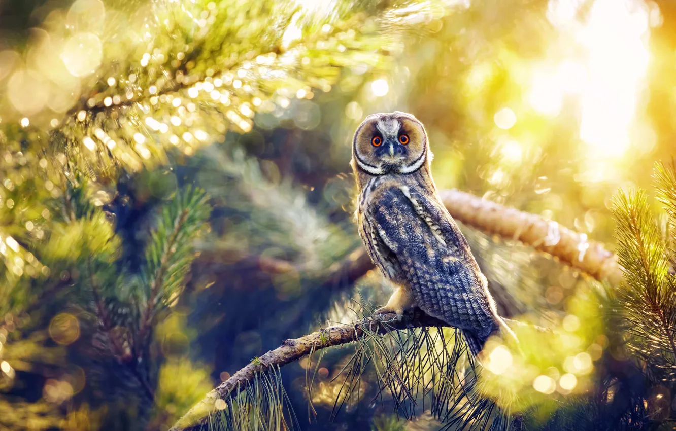 Photo wallpaper look, branches, owl, bird, birds, North Cyprus, North Cyprus, Owl Scops