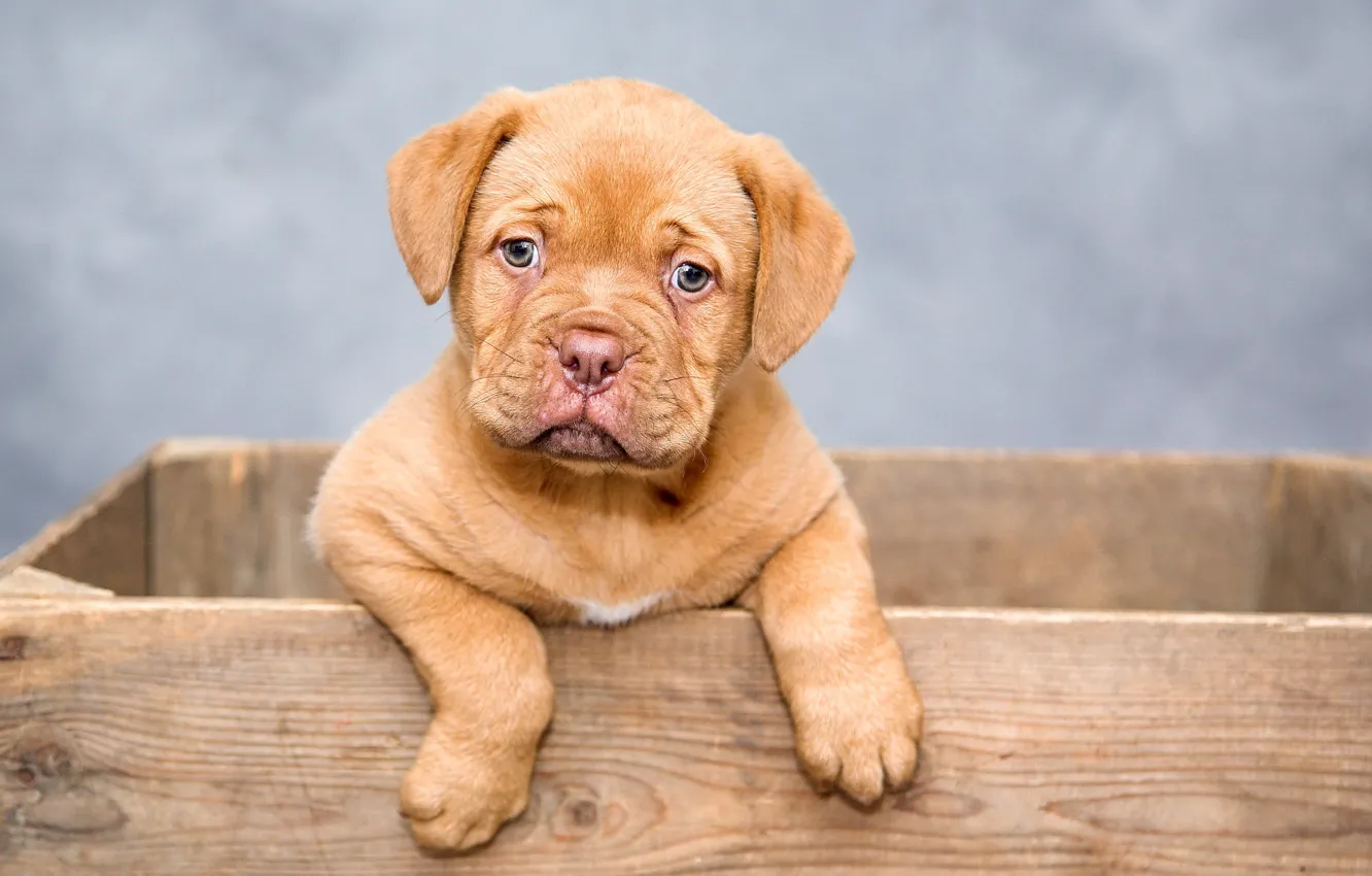 Photo wallpaper dog, paws, muzzle, puppy, box, sitting, Dogue de Bordeaux