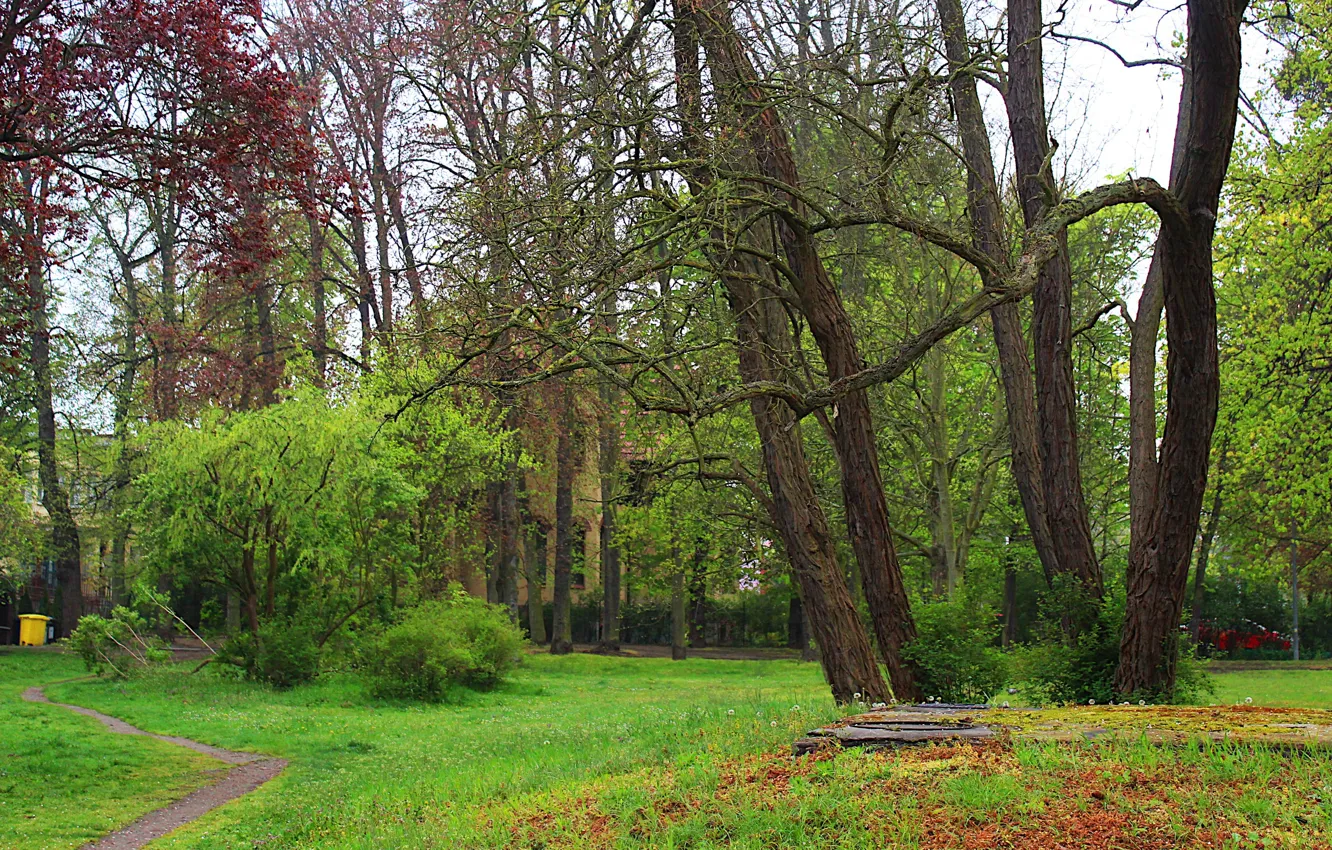 Photo wallpaper green, forest, park
