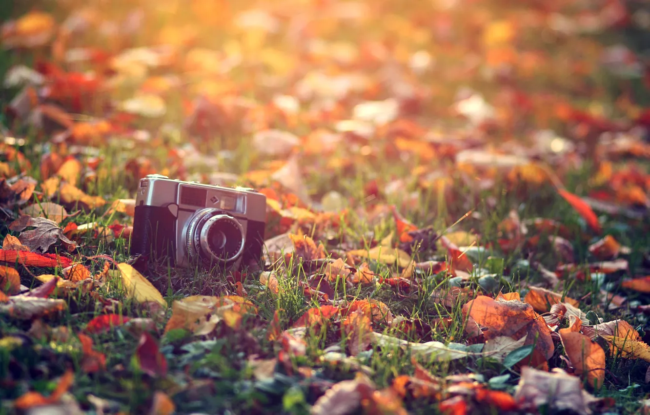 Photo wallpaper autumn, grass, leaves, the sun, macro, light, heat, treatment