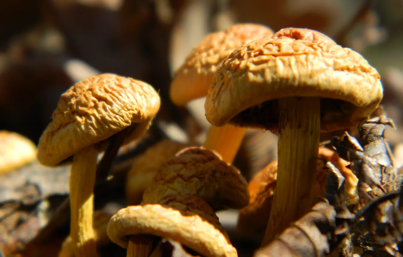 Photo wallpaper macro, nature, mushrooms