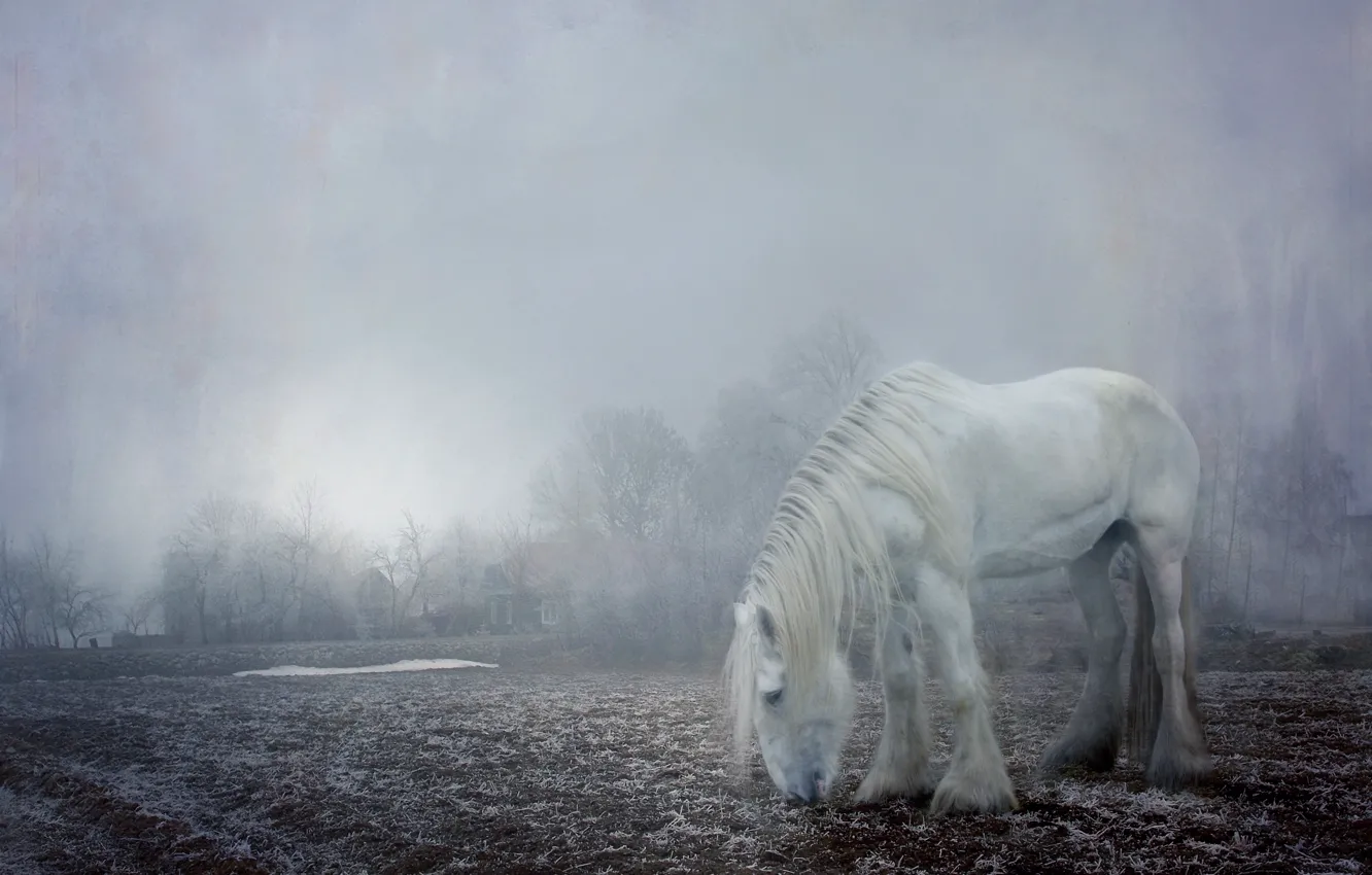 Photo wallpaper winter, frost, field, white, light, snow, trees, landscape