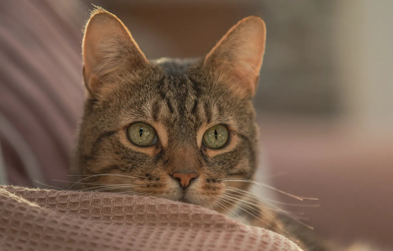 Photo wallpaper cat, look, muzzle, bokeh, cat