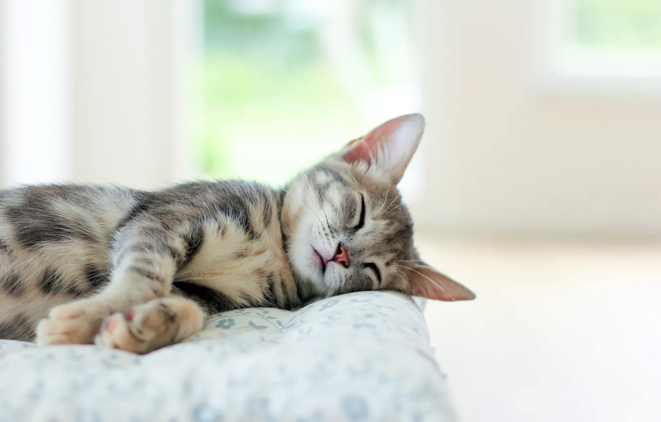Photo wallpaper cat, cat, kitty, grey, room, sleeping, lies, beige