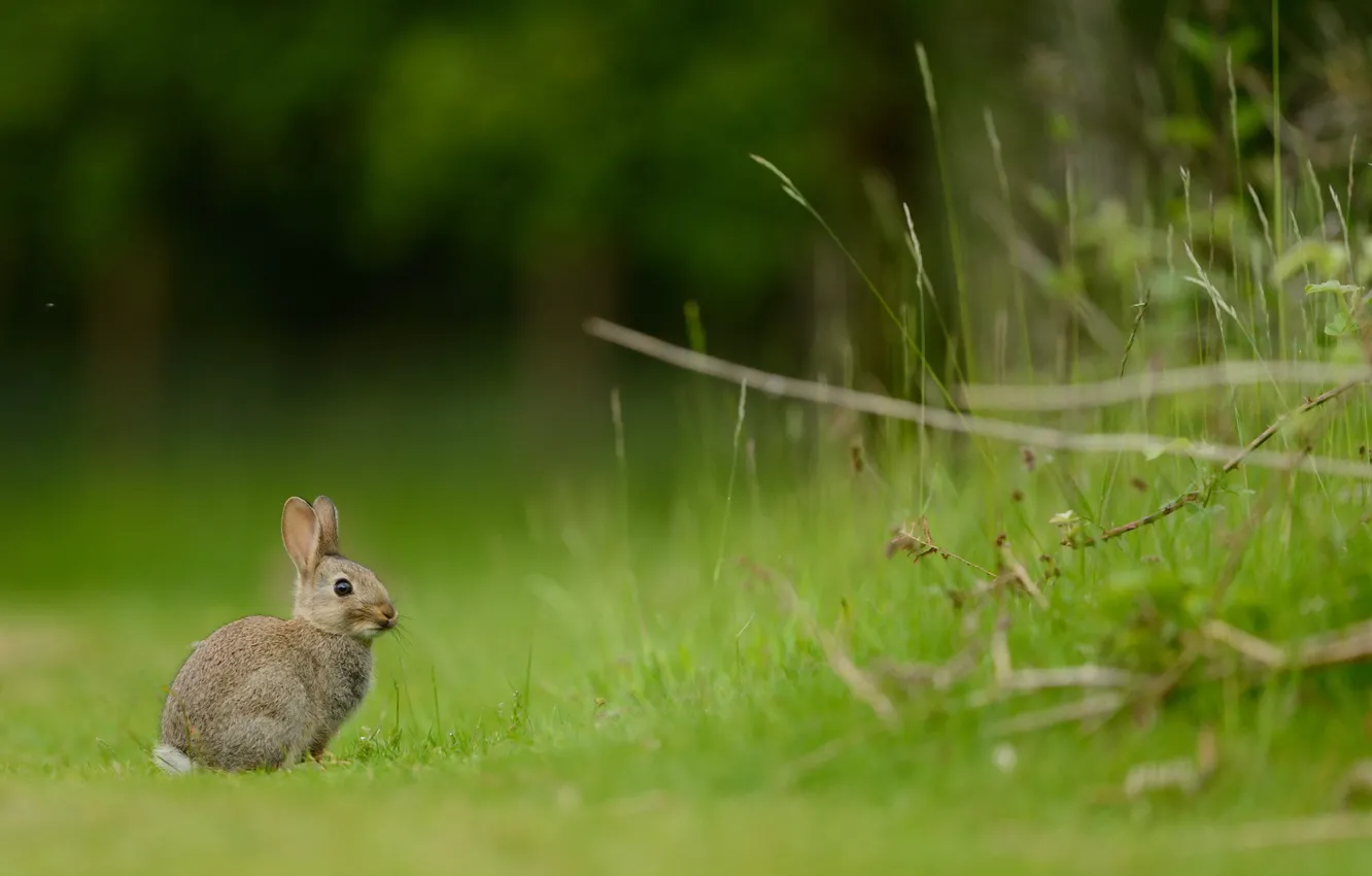 Photo wallpaper summer, nature, rabbit
