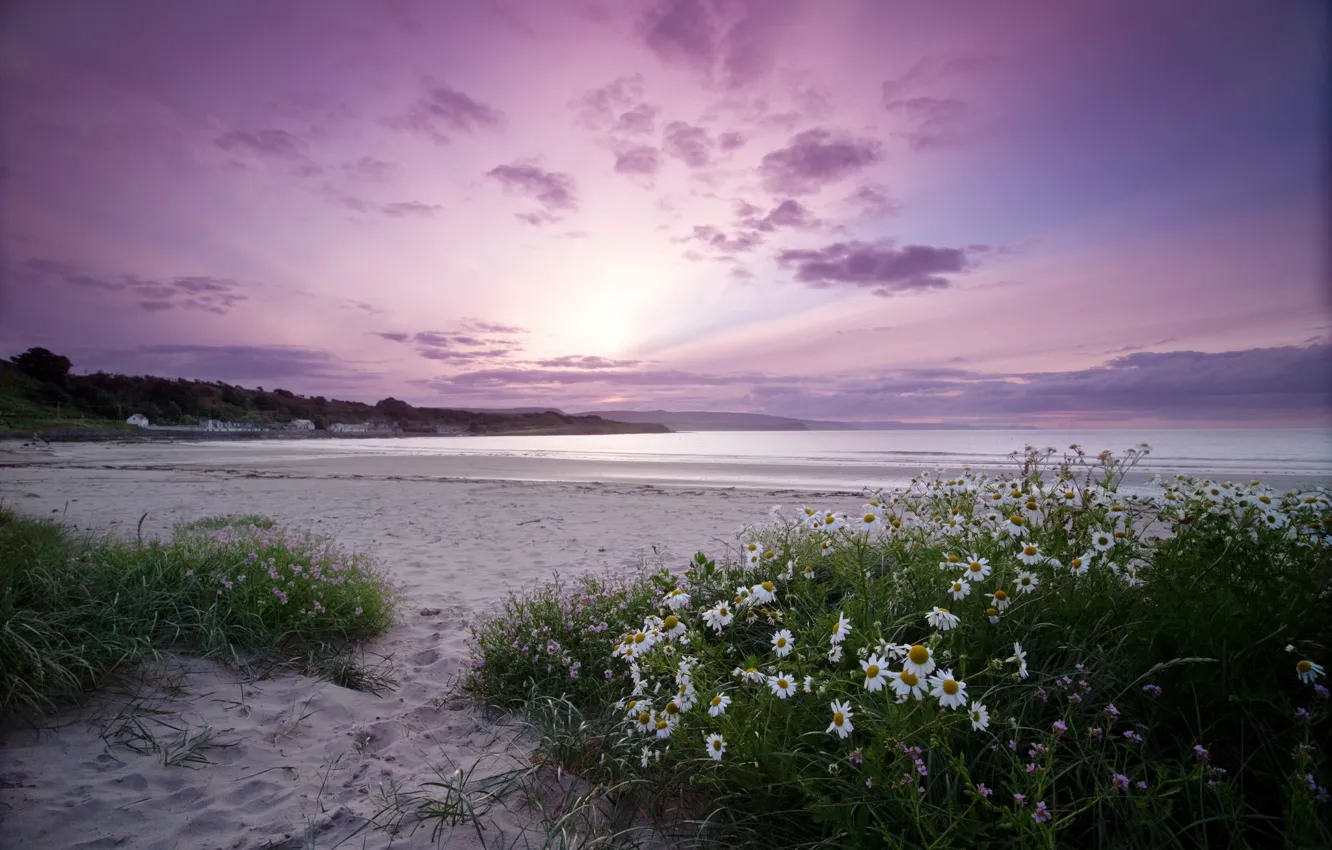 Photo wallpaper sea, shore, chamomile