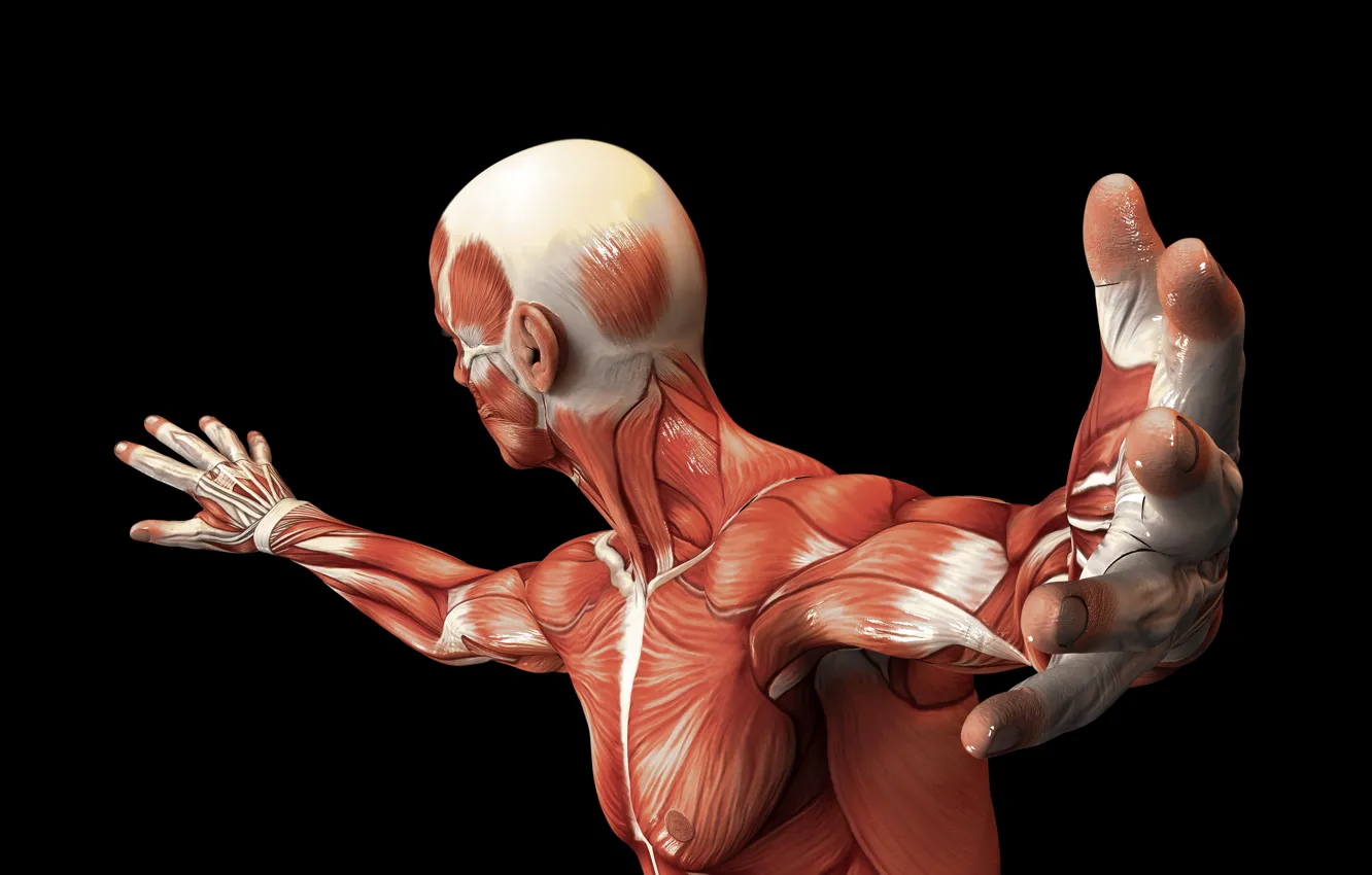 Photo wallpaper muscles, body, human, muscle fiber