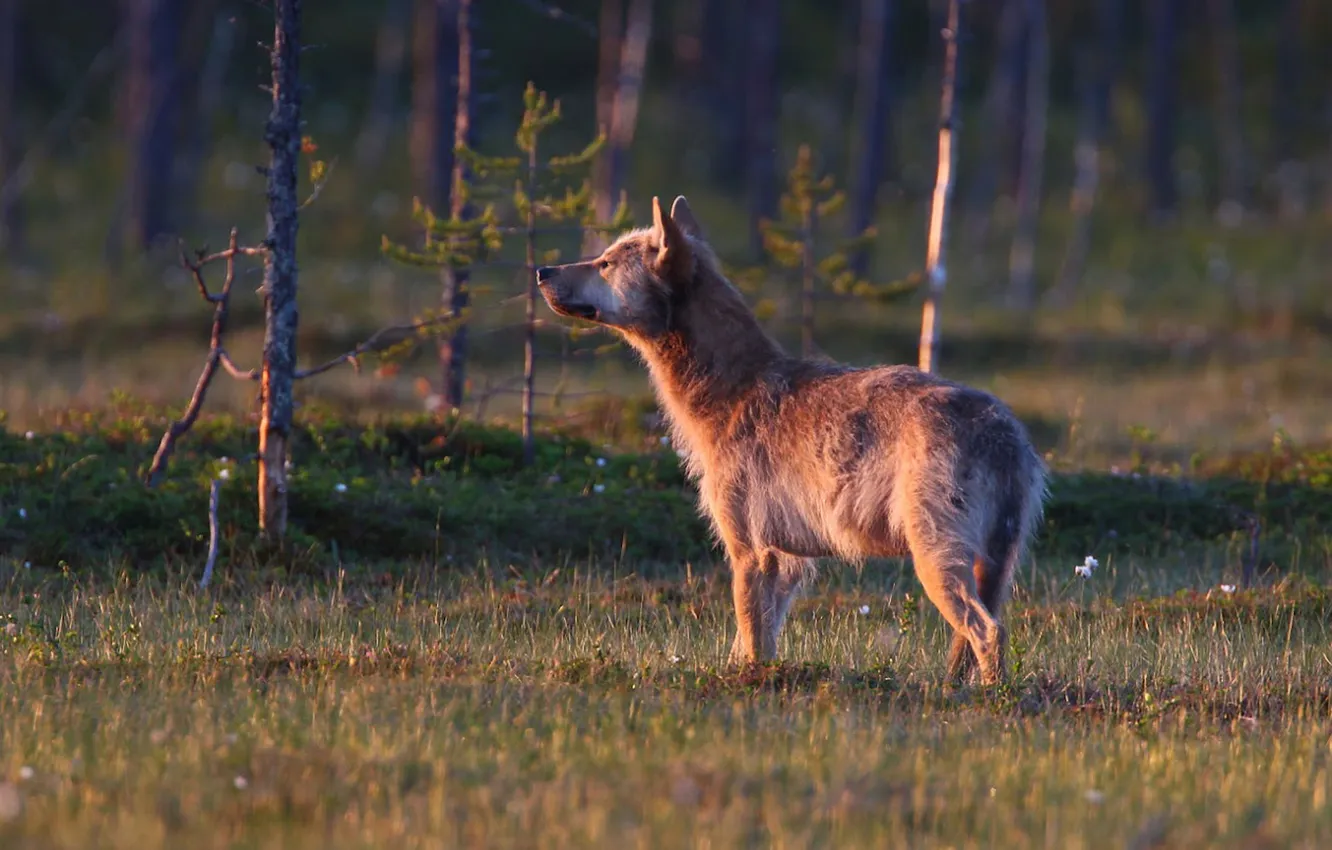 Photo wallpaper Predator, nature, snow, face, animal, wolf, canis lupus, wildlife