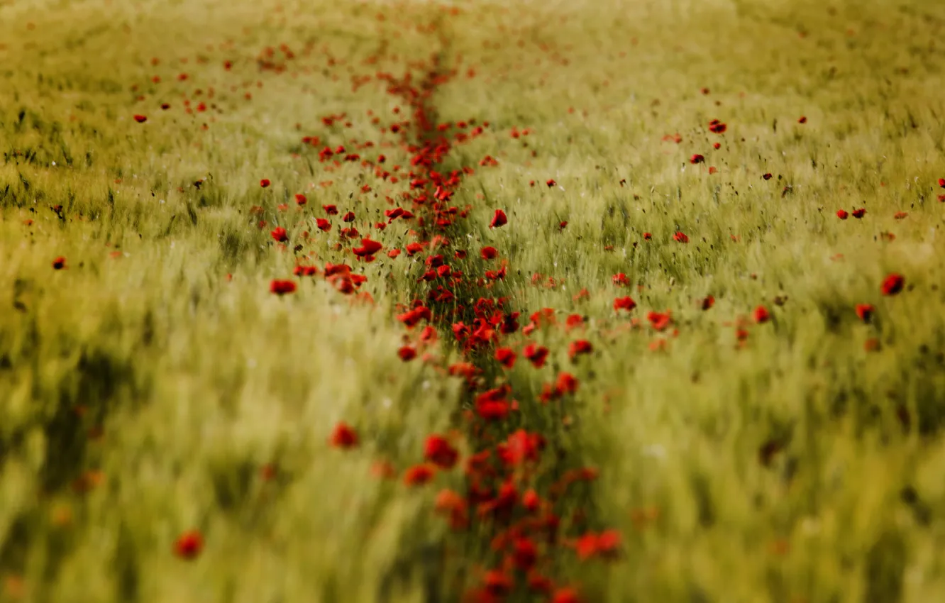 Photo wallpaper wheat, field, summer, Maki, red