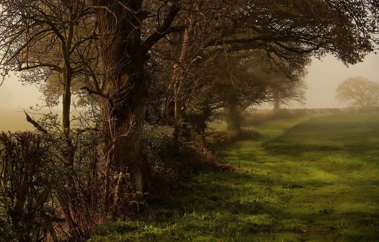 Photo wallpaper trees, branches, nature