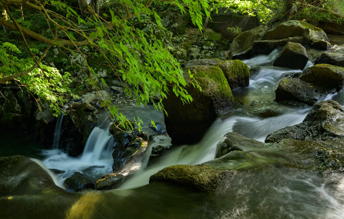 Photo wallpaper river, stream, nature, water, moss, stones