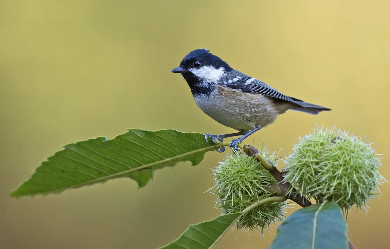 Photo wallpaper bird, tit, chestnuts