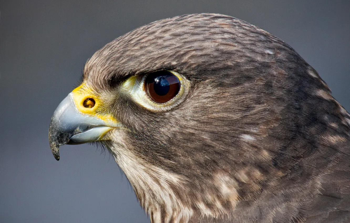 Photo wallpaper look, eyes, bird, predator, head, Falcon