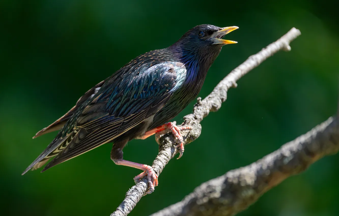 Photo wallpaper branches, bird, blurred background, closeup