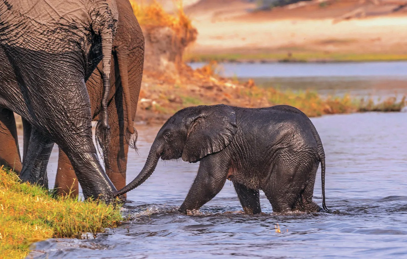 Photo wallpaper nature, elephant, Africa