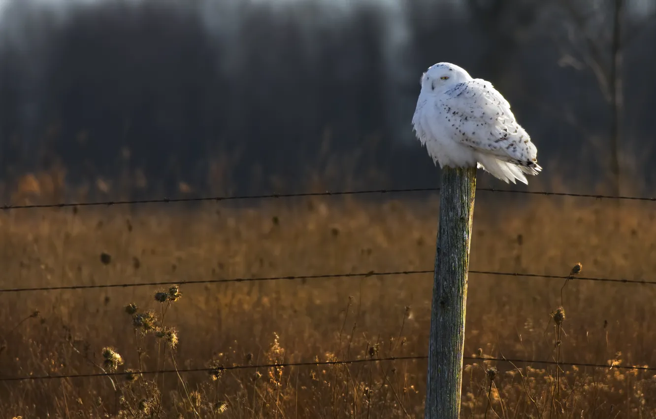 Photo wallpaper field, forest, owl, the fence, wildlife, snowy owl