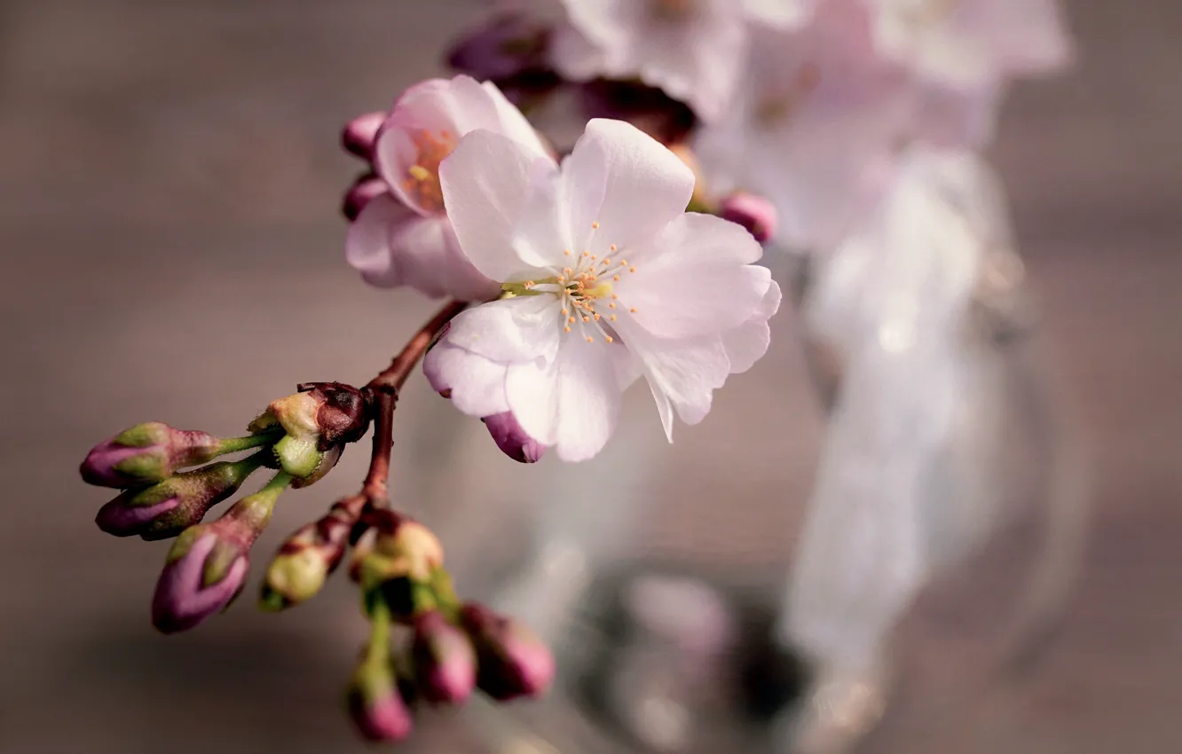 Photo wallpaper flowers, cherry, sprig, spring, Sakura, buds, flowering, composition