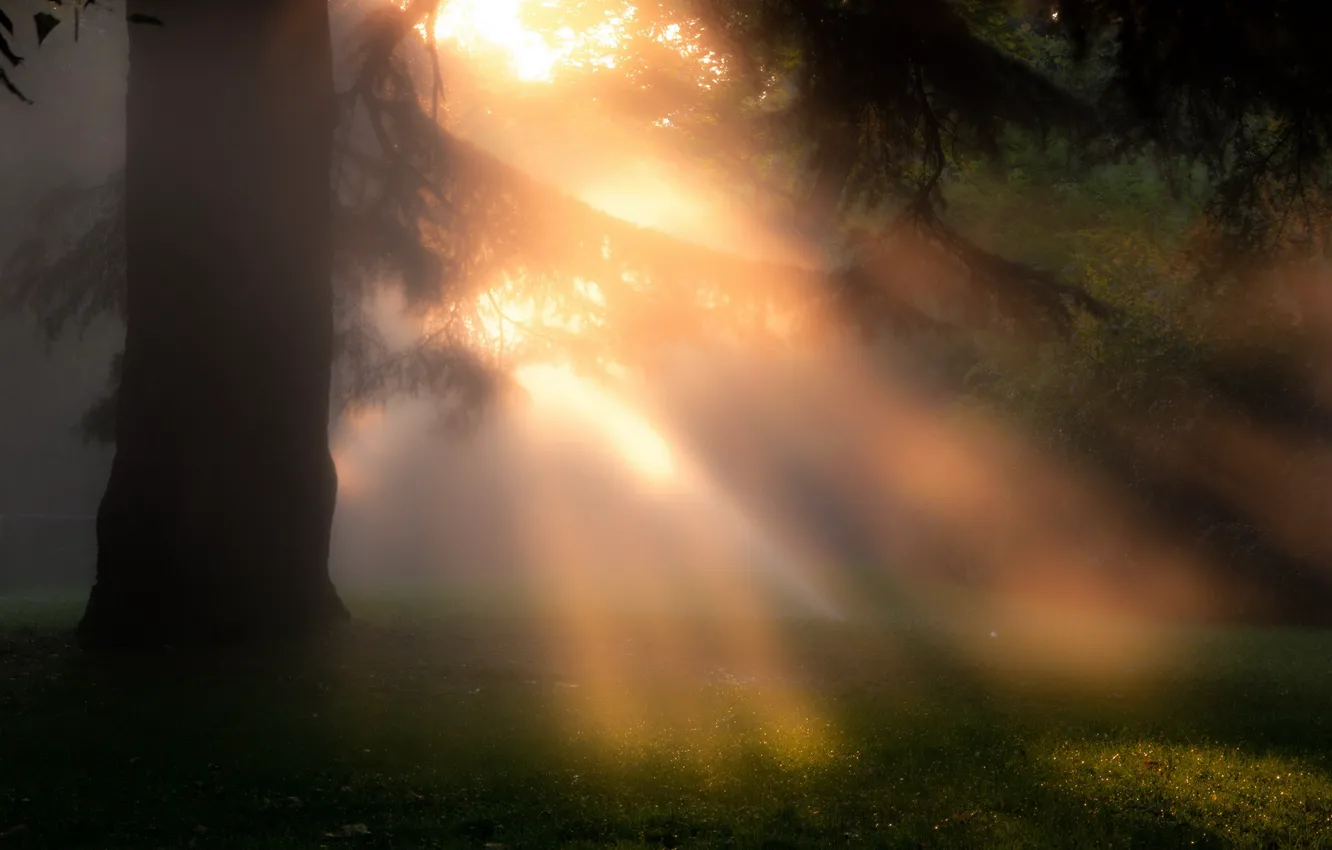 Photo wallpaper trees, nature, fog, morning