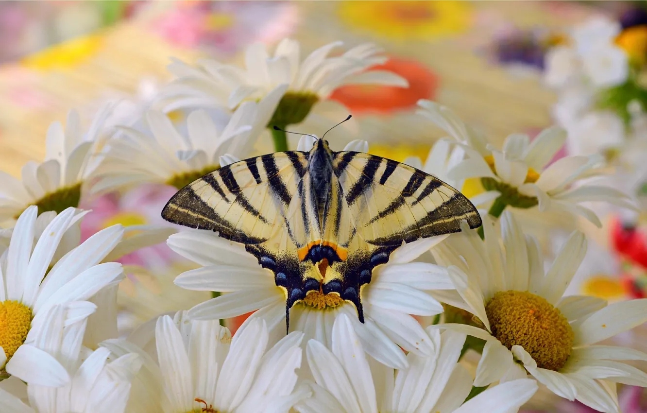 Photo wallpaper Macro, Butterfly, Macro, Butterfly, White flowers, White flowers