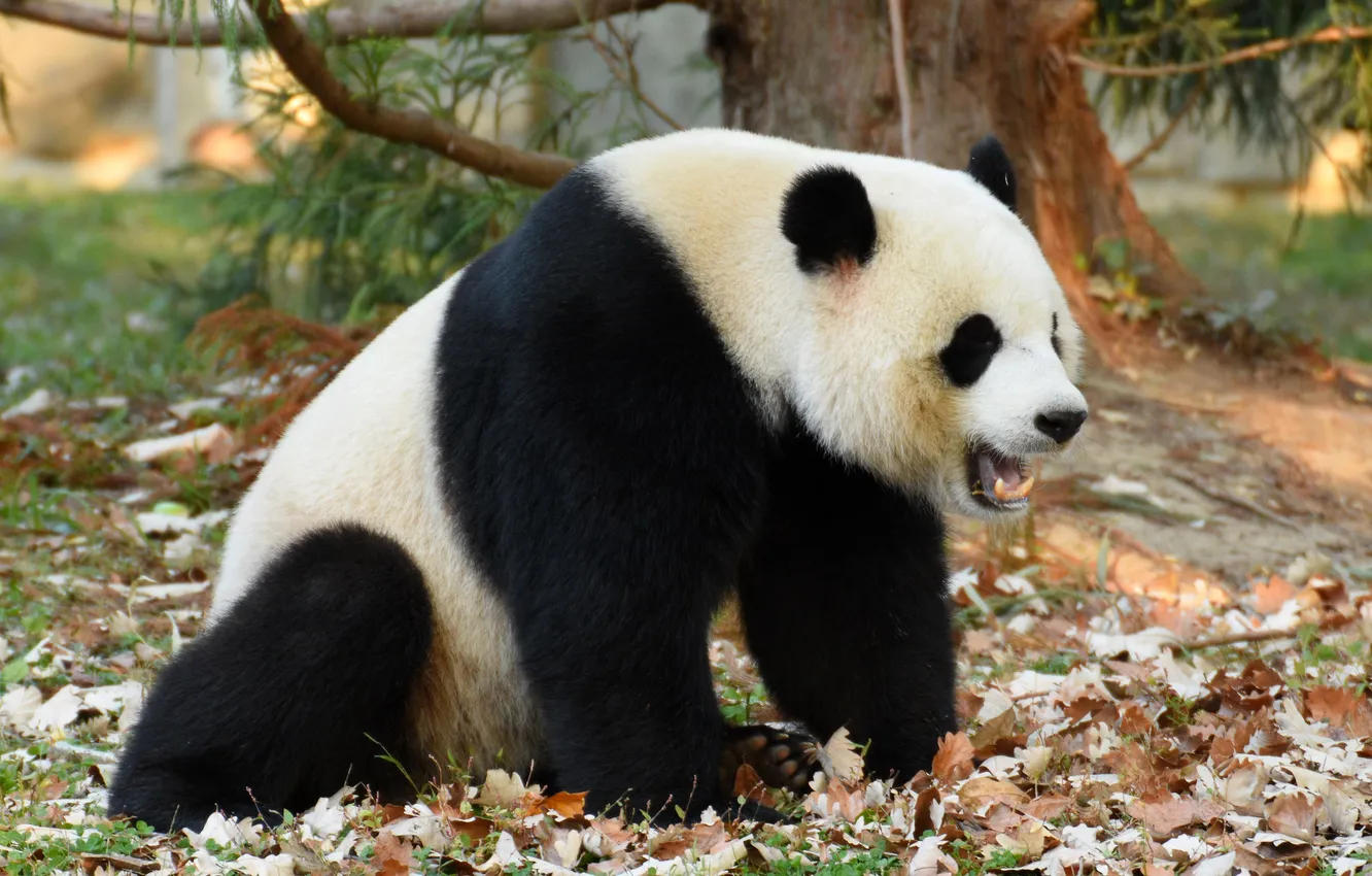 Photo wallpaper wallpaper, background, autumn, leaves, tree, Fall, animal, branch