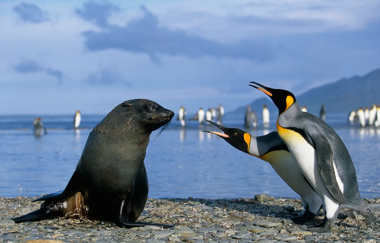 Photo wallpaper seal, penguins, Antarctica
